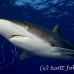 shark_silky_far_jar_h_0699_cub5781.jpg